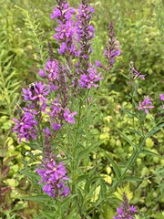 Lythrum salicaria