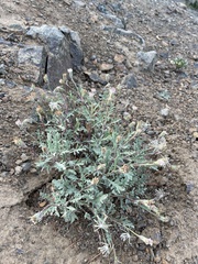 Chaenactis thompsonii