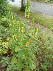 Agastache nepetoides