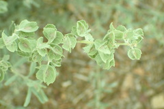 Atriplex canescens