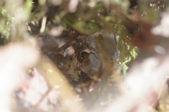 Allagelena gracilens