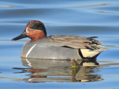 Anas crecca carolinensis