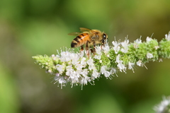 Apis mellifera