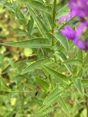 Lythrum salicaria