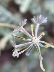 Chaenactis thompsonii