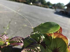 Pterophylla camellifolia