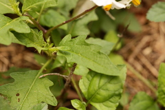 Solanum carolinense