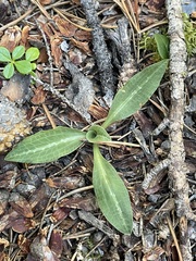 Goodyera oblongifolia