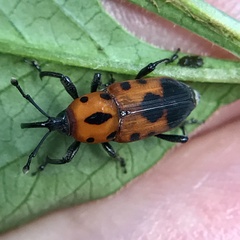 Rhodobaenus quinquepunctatus