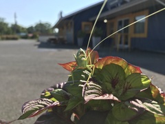 Pterophylla camellifolia