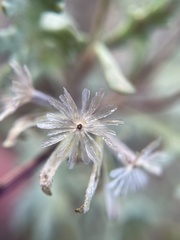 Chaenactis thompsonii