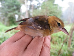 Ploceus sanctithomae
