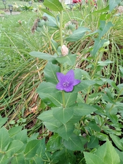 Platycodon grandiflorus