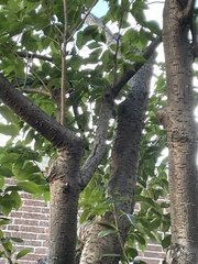 Magnoliopsida
