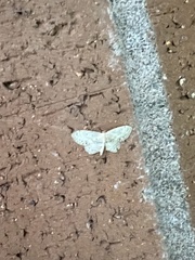 Idaea dimidiata