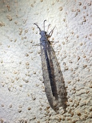Myrmeleon exitialis