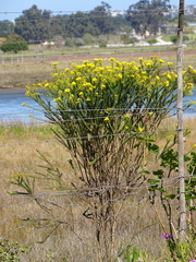 Euryops
