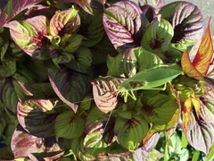 Pterophylla camellifolia