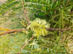 Mimosa quitensis