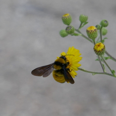 Bombus sonorus