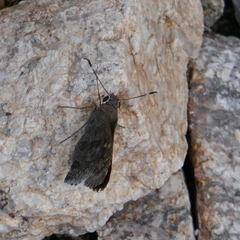 Cogia hippalus