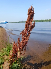 Rumex aquaticus