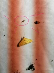Noctuoidea