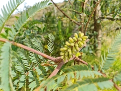 Mimosa quitensis