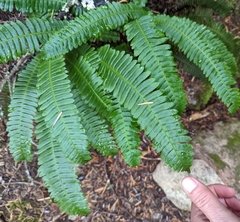 Struthiopteris spicant