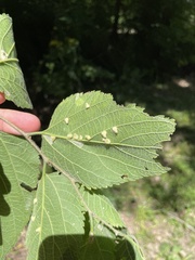 Celticecis pyriformis