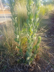 Heterotheca grandiflora