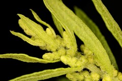 Dysphania ambrosioides