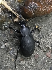 Carabus coriaceus