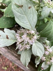 Pycnanthemum