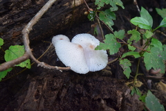 Leucocoprinus cepistipes