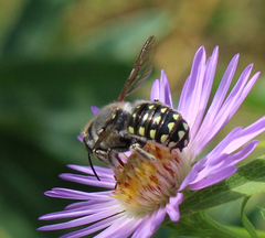 Anthidium maculosum