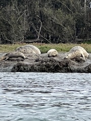 Phoca vitulina richardii