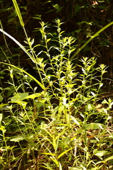 Dysphania ambrosioides