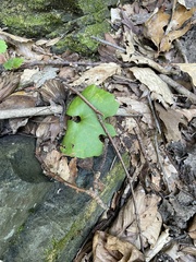 Sanguinaria canadensis