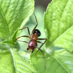 Camponotus floridanus