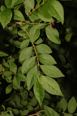 Ligustrum ovalifolium