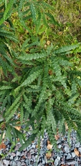 Comptonia peregrina
