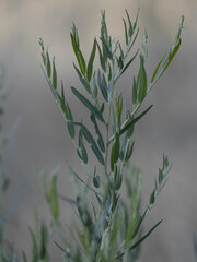 Salix exigua hindsiana