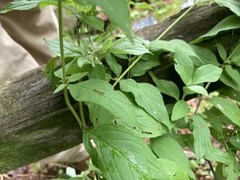 Pycnanthemum