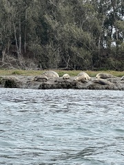 Phoca vitulina richardii