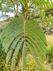 Mimosa quitensis