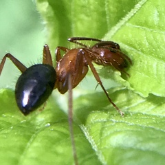 Camponotus floridanus