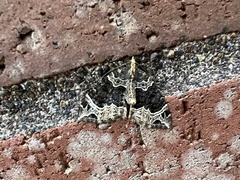 Ecliptopera silaceata