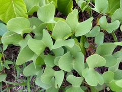 Ipomoea pes-caprae