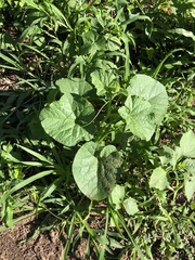 Cucumis melo